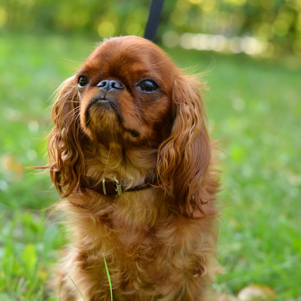 king charles spaniel